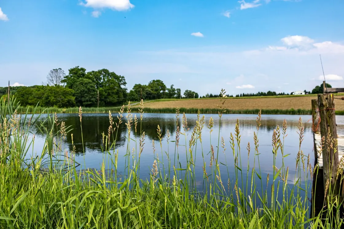 Farm pond surrounded by grass and open field
