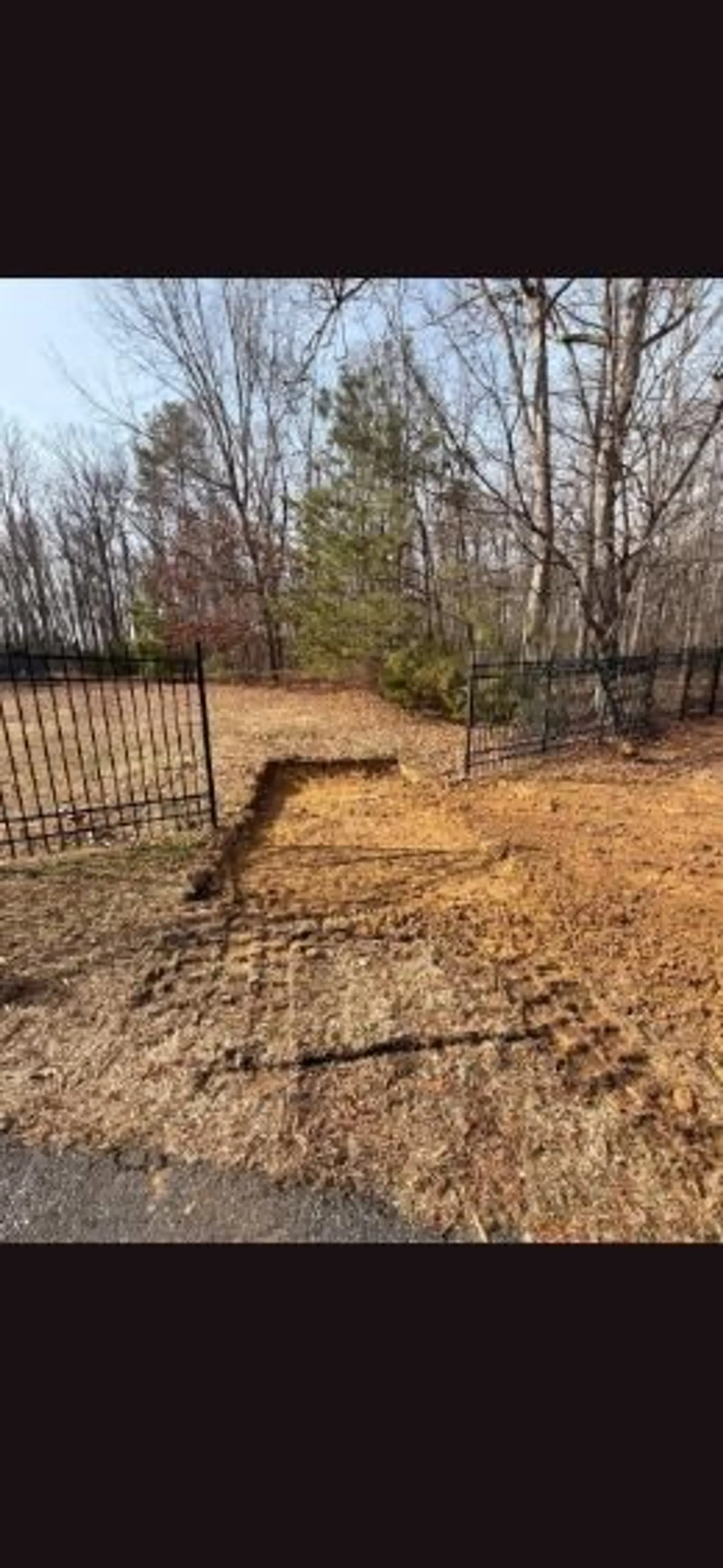 Graded and seeded yard beside a fence line on a wooded lot