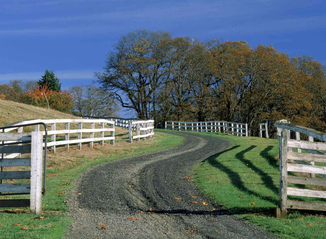 Gravel farm driveway running between white board fences