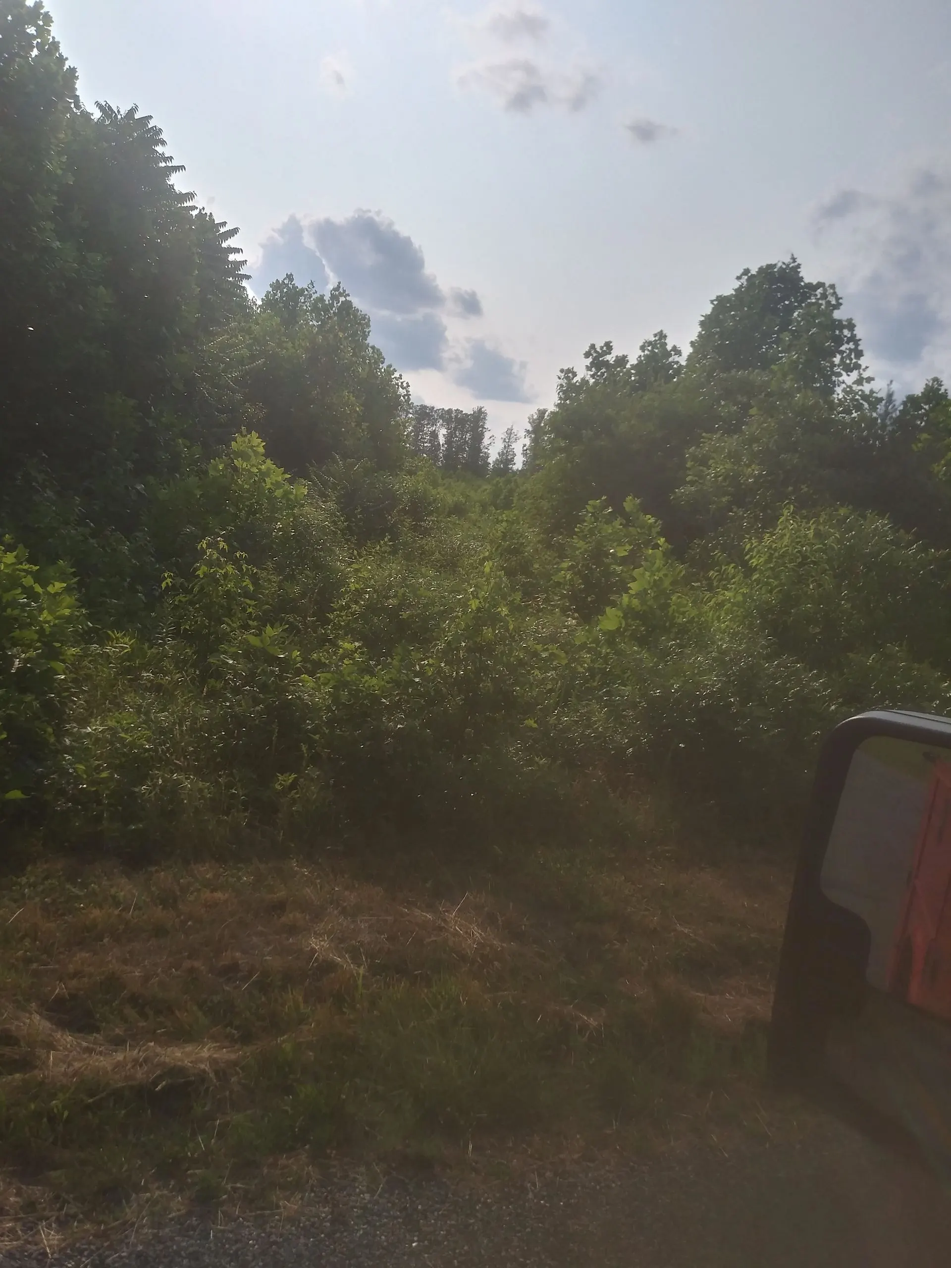 Wooded lot cleared of brush during site preparation