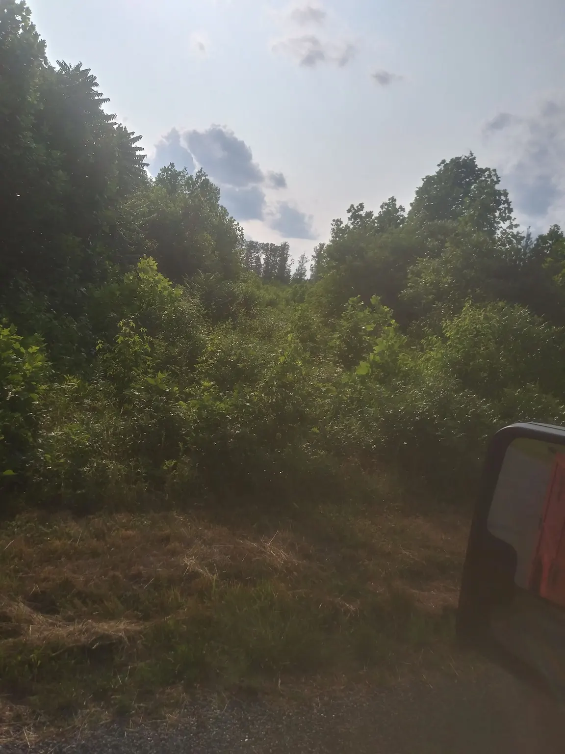 Wooded lot cleared of brush during site preparation